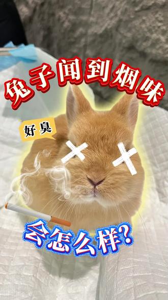 兔子闻到烟味会怎么样? #兔子 #兔子干饭超可爱 #可爱的小吃货