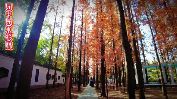 水杉林专属打卡路线:
1. 入园指引:从张公山公园南门进入,经“珠蚌迎宾”雕塑旁小路前行,或从珍珠女西侧停车场小门进入园中园(周二至周日9:00--18:00开放,周一闭园)。
2. 核心步道:穿过拱形蔷薇藤架,迎面即见成片高大水杉林,沿软绒落叶小径深入,可近距离拍摄红枝映日、光影斑驳的画面。
3. 联动打卡:水杉林南侧衔接同心桥,桥上可俯拍林水相依全景;西侧步行3分钟达淮河碑林,红杉与古碑相映成趣;向北行至玉兰堂,途中偶遇围炉煮茶点,可歇脚品茗赏秋。
4. 出园延伸:逛完水杉林,可沿水榭长廊至张公湖岸,或登顶望淮塔(17:00前闭塔),俯瞰珠城秋景与水杉林红韵交织的绝美画面。
#秋天很美呀 #张公山园中园