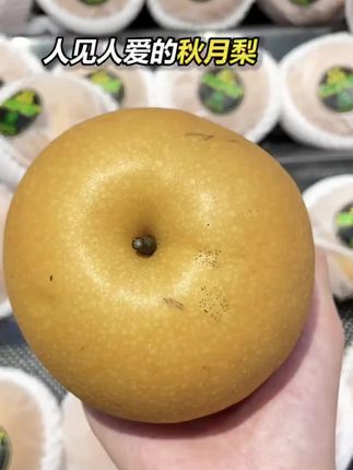 山东莱阳的秋月梨开园啦!今年口感格外好,现在是头茬大果,想吃的要抓紧呦#秋月梨 #水果 #新鲜应季水果 #莱阳梨 #新鲜水果