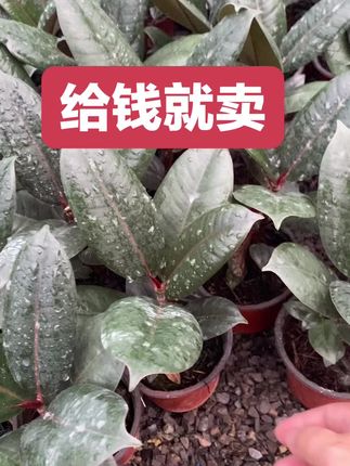 甩了