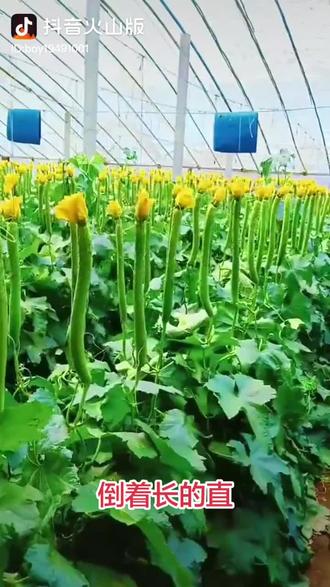倒挂着长的丝瓜更直!