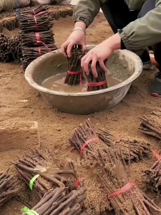 植物养护,生根壮根,扦插繁殖,花卉绿植育苗,生根液原液,清水稀释千倍使用#园艺 #花卉绿植 #扦插繁殖