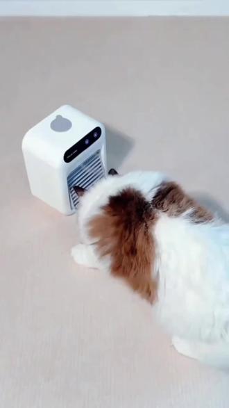 宠物空调扇夏天狗狗猫咪睡觉狗窝降温神器制冷风扇小型加水电风扇#电风扇#风扇
