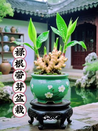 禄根冒绿绽新芽,鲜活满溢撞心怀 扎根聚气增禄运,家宅兴旺福门开 土培水养皆省心,窗台案头焕生机 今朝迎得禄芽归,顺遂常伴花永开 #爱生活爱养花#绿植盆栽#绿植#盆景#生姜