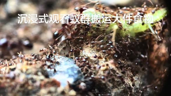 #蚂蚁 近距离看蚁群搬运大件食物#抖音玩法合伙人计划