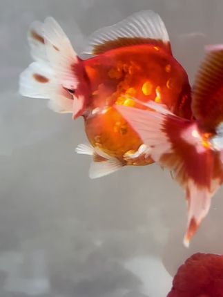 #水族#观赏鱼#鱼缸里的大自然#养鱼日记#水族馆 新手养鱼必备,希望可以帮到你们