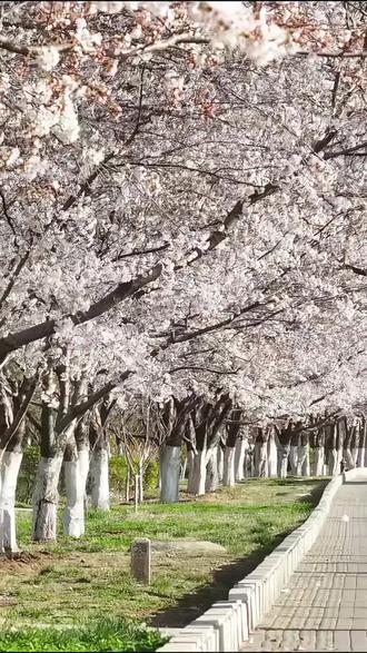 春有约,花不误。快来淄博赏花吧!#淄博#打卡2026山东旅发大会#2026山东省文旅产业高质量发展大会#这就是淄博#春天