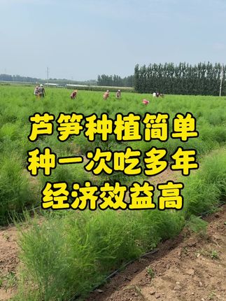 家庭小院都可以种植芦笋#芦笋金蝉养殖 #芦笋种植