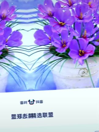 #每日分享 #家庭养花达人 #绿植花卉 藏红花种球室内外均可种植,耐寒易养四季开花,视频同款在橱窗,小黄车下单,