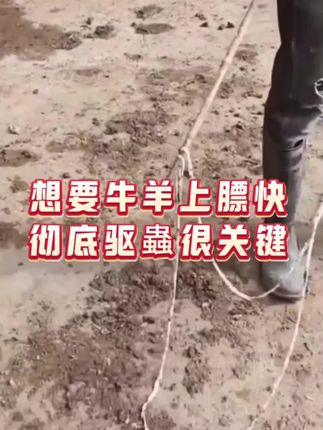 想要牛羊上膘快,彻底驱虫很关键 #牛羊养殖  #健胃催肥拉骨架  #牛羊健胃  #养殖户必备 #驱虫饲料添加剂