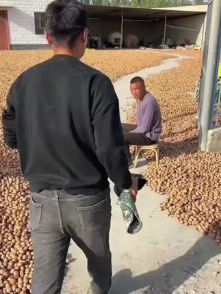 今年的新核桃下树了#烤核桃 #核桃 #超便宜超划算