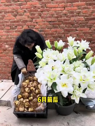 百合种球百合浓香型花卉类盆栽花种大球香水百合重瓣种球四季粉色#花卉绿植 #室内盆栽#花卉种植 #百合花#百合花种植