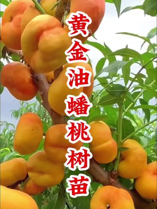 黄油蟠桃树苗 早熟黄金油蟠桃树苗•种植简单果个大•纯甜多汁•成熟早产量高•盆栽地栽都可以满树爆果#油蟠桃 #果树种植 #桃树苗 #庭院果树 #盆栽果树