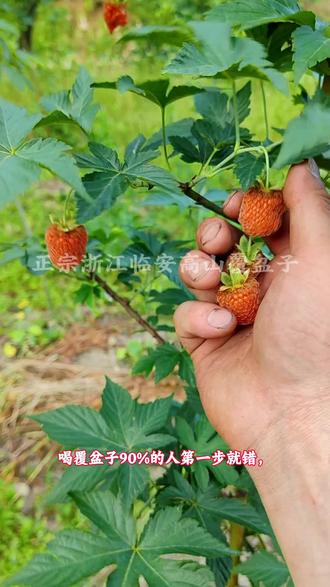 喝覆盆子的注意事项你知道吗?
#覆盆子 #掌叶覆盆子 #高山覆盆子