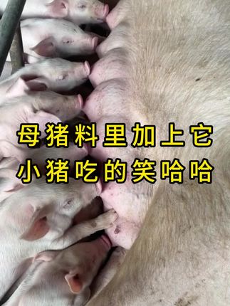 #养猪技术 #所有养猪人 #养猪人 #自繁自养母猪 #养猪人不容易