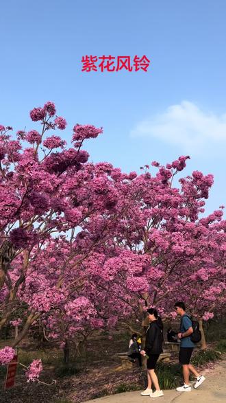 绿美生态,紫花风铃木