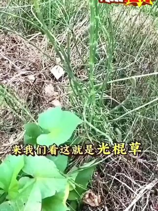 #节节草如何除 #三农 #节节草除草剂 #除草剂 #除杂草