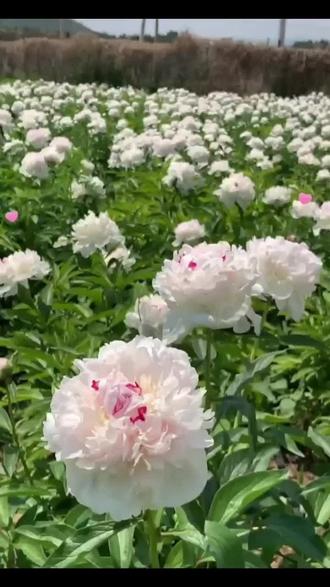 冰岛雪糕芍药是一种热门的进口芍药品种,又称德凡纳维尔夫人。
以下是其详细介绍:
- 外观特征:花型饱满,呈绣球型,花瓣层层叠叠,有几百层之多,圆滚滚的十分可爱。花色为柔软的淡粉与奶油色相结合,像奶油冰淇淋,花瓣自带光感,花心往上泛着一点点粉,显得格外剔透诱人。
- 香味:具有淡淡的、甜甜的荔枝香味,香气清新宜人,让人闻起来仿佛置身于荔枝园之中。
- 花语:寓意着心落美好,满心温柔,给人一种温馨、浪漫的感觉。
- 养护要点:偏爱充足的阳光,至少保证每天有6小时以上的直射日光。需种植在排水良好的土壤中,中性至微碱性土壤最佳,pH值在6.5到7.5之间。生长期保持土壤湿润但不过湿,雨季注意排水防涝,干旱季节适当增加浇水频率。春季萌芽前施用一次平衡型复合肥作为基肥,花期后追加磷钾肥促进植株强壮及次年开花。#爱生活爱养花 #芍药鲜切花 #芍药种植 #芍药基地