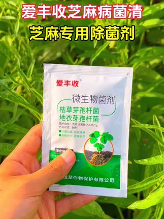芝麻病菌清#芝麻病菌清 #服务三农支持三农 #抖音助农 #抖音助农扶农