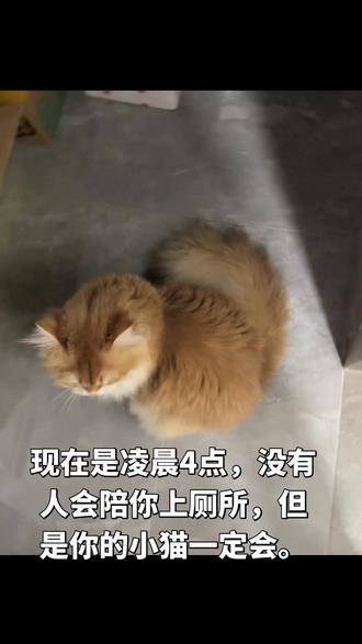 #可爱小猫咪视频 养猫的意义在这一刻具象化了