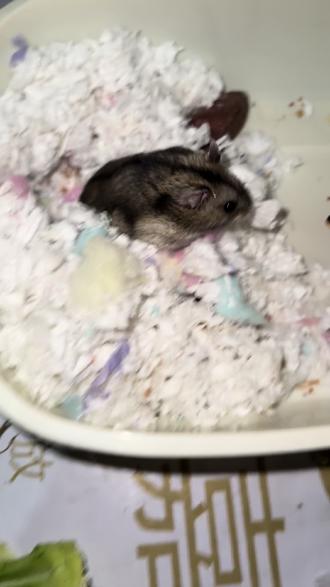 小宝宝除夕吃干货啦#仓鼠瓜子 #仓鼠日常 #小灰灰小宝宝