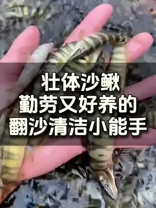 #养鱼日记 #养鱼养心 #养鱼人