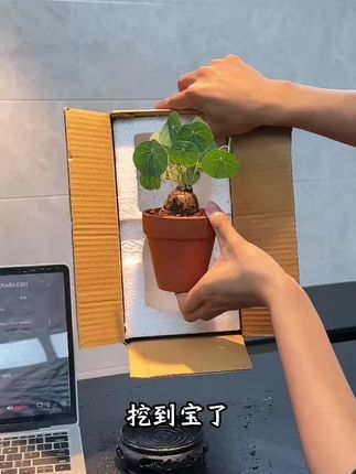 #山乌龟盆景 #桌面盆栽 #水培植物#办公室绿植推荐#装饰绿植