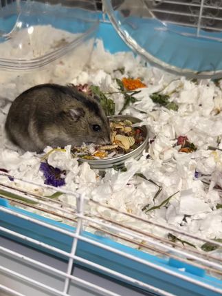 #家有萌鼠 #宠物零食 #仓鼠🐹 #小金盾