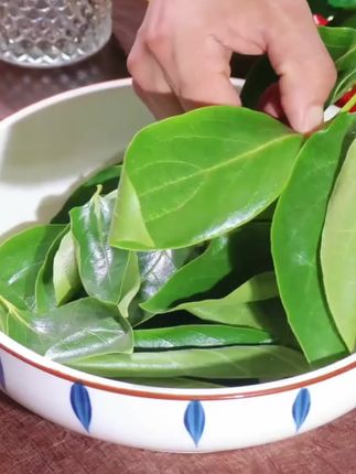 柿子叶茶新鲜干货正品正宗泡茶泡水喝柿子叶自然晾晒#柿子叶 #柿子叶的妙用 #柿子叶的功效与作用 #柿子叶泡水喝的功效与作用 #柿子叶茶