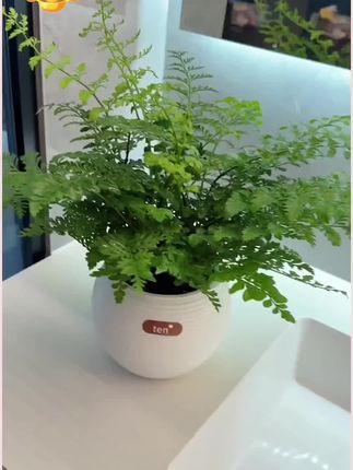 好看又有森林感的绿植当然选吉姆蕨啦! 绿植届的爱马仕吉姆蕨,不仅好看,还非常的好养!自带吸水套盆,懒人有手就能养好哦!摆家里或者办公桌上,满满的生机感!关键现在才这个价,爱养花的姐妹一定不要错过啦!#花卉绿植 #吉姆蕨 #爱生活爱养花 #无限回购的宝藏单品  #室内绿植