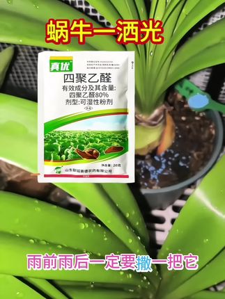 雨天蜗牛出没,赶紧出手一扫光#蜗牛一扫光 #蜗牛净
