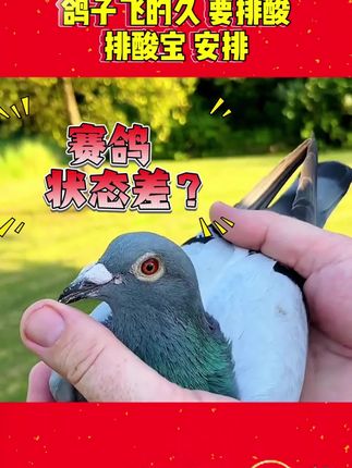 赛鸽信鸽排酸宝#赛鸽#信鸽#赛鸽排酸宝