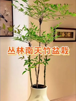 意境感十足的丛林南天竹盆栽,叶片像羽毛般轻盈灵动,造型古朴,十分雅致,摆放在客厅、玄关、桌面超有氛围感。带盆栽好一整套,耐旱耐阴,非常好养,室内明亮散射光养护,一周浇2-3次水即可。#南天竹#室内绿植#花与生活 #花卉绿植#客厅植物推荐