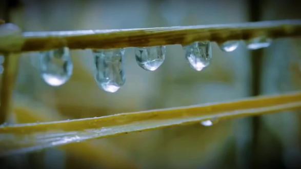 第 10 集|北美大平原的旷野之上,美洲野牛以千吨之躯,踏过寒暑更迭,活成草原最坚韧的图腾。它们是北美大陆最大的陆生巨兽,肩峰如丘,厚毛如铠,在-40℃的暴雪里不避不退。用头颅扫开冰封雪盖,啃食枯草为生;在烈日与风沙中打滚除尘,以最原始的方式对抗自然严酷。嗅觉与听觉敏锐如雷达,奔跑时速逼近60公里,看似沉稳,爆发力足以震碎荒原。群居而生,结伴而行。幼崽在守护中成长,强者为族群开路,面对狼群与熊罴,从不单独逃亡——团结,是它们刻在骨血的生存法则。曾濒临湮灭,又从绝境归来,在烈火与风雪里扎根,用沉默与力量,续写着属于荒野的不屈传奇。#野牛#自然#纪录片#科普#动物世界