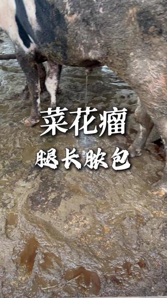 菜花瘤长脓包怎么办#牛羊养殖 #乡村守护人 #三农养殖 #脓包