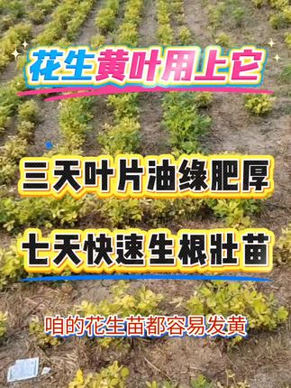 花生黄叶用上它,三天叶片油绿肥厚植株长势旺盛效果是肉眼可见的好#速绿120 #花生黄叶防治方法 #花生种植