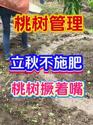 桃树不施肥,它就撅着嘴 #桃树施肥 #桃树 #果树种植 #施肥 #果树施肥管理