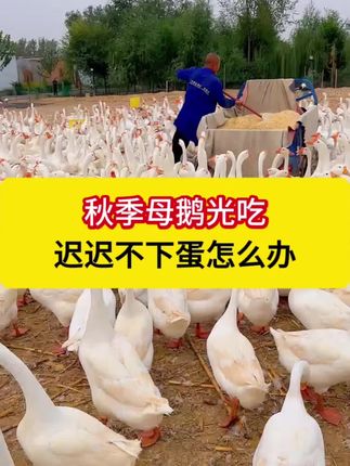 秋季母鹅光吃不下蛋怎么办?#养鹅小妙招 #养鹅知识 #养鹅人 #养鹅技术分享