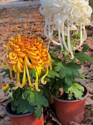 #菊花 是多年生宿根 #大菊花 #菊花苗 #有苗不愁长#一花一草一世界
