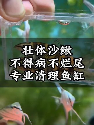 #养鱼 #养鱼养心 #养鱼养心