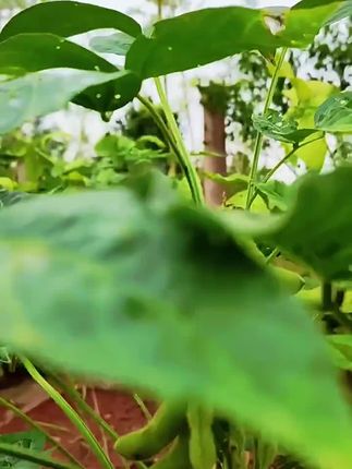 农家露天种植的新鲜毛豆,每天现摘发货。我们选择颗粒饱满的新鲜毛豆,泡沫箱加冰袋发货。到货及时取件,冷藏保存。#瓜果蔬菜 #毛豆 #毛豆炒肉 #新鲜毛豆 #乡村的生活