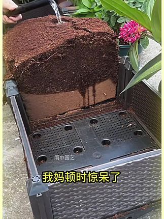 养花种菜党,椰糠砖值得入手!用过就知道有多好~#记录我的种植生活 #种植小技巧@抖加🔥上热门🔥dou+🔥热点宝
