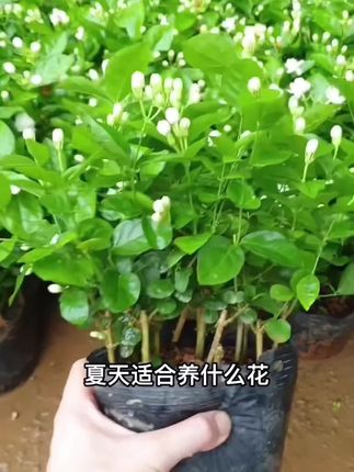 适合夏天种植的茉莉花#茉莉花