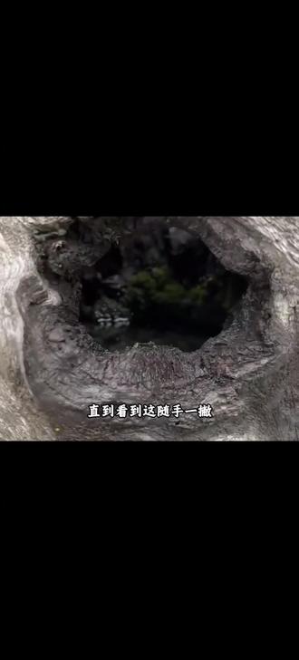 扔个烟头进去会怎样?#盆景 #大自然的鬼斧神工