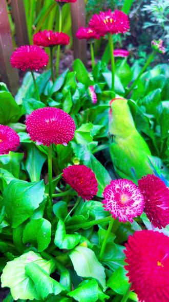 #鹦鹉 这是在干嘛呀,傻不登登的