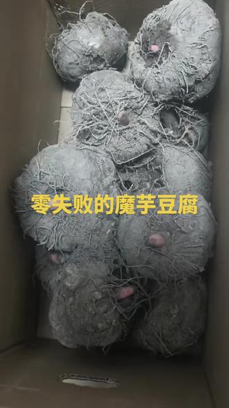 谁说做魔芋豆腐不能说话的