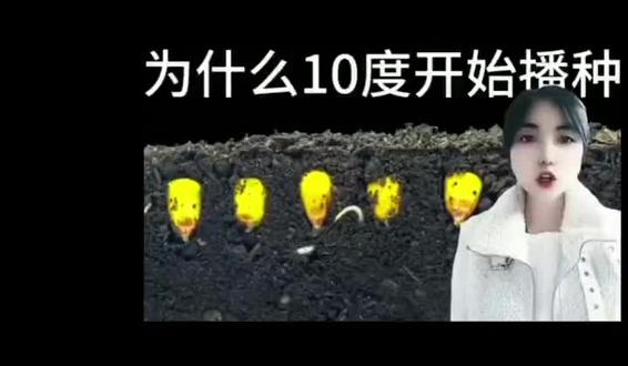 适宜的温度种植玉米,不仅能让咱们玉米茁壮成长,根系发达,还不爱得病 #庆辉农业 #玉米 #全国产销对接通讯录 @玉米红小豆-慧慧 @庆辉农业 @青仁乌红小豆庆辉农业 @庆辉农业红小豆黑豆等杂粮购销