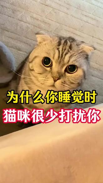 为什么你睡觉时猫咪很少来打扰你? #新手养猫 #养猫经验分享 #宠物知识科普 #养猫人 #猫咪