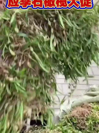 石橄榄 #石橄榄#石橄榄炖小肠