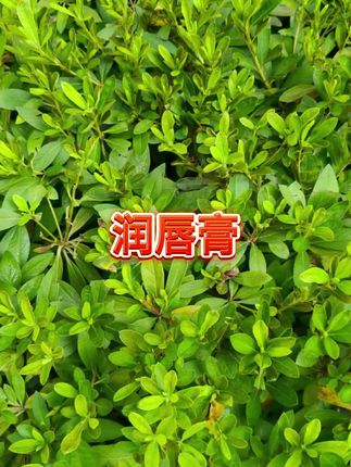 #润唇膏 #润唇膏 #润唇膏推荐